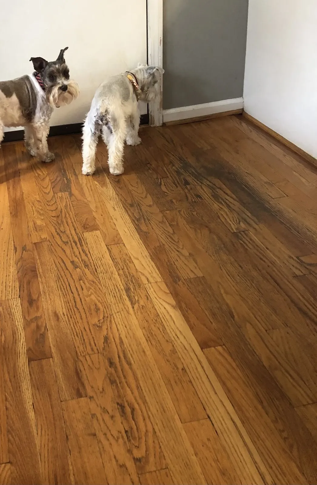 Before: red-toned oak floor, with two of the family dogs